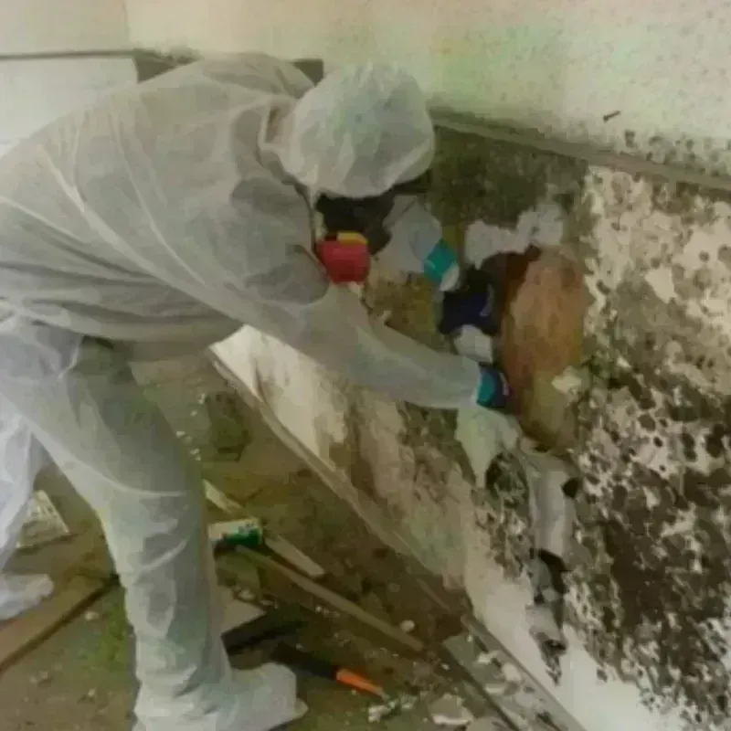 Mold Remediation and Removal in Morgan County, UT